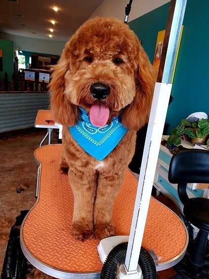 ALL DOGS ARE WONDERFUL