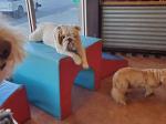 Cameo's pet salon n doggie daycare