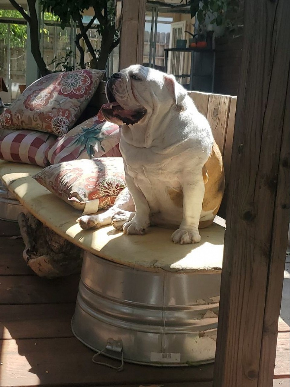 Look at what is new on our fresh dog food page.